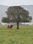 Bovini 11.jpg