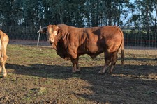 Bovini 5.jpg