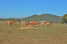 Bovini 9.jpg