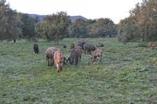 Suini 3.jpg